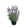 Lavandula ang. 'Hidcote'