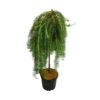 Larix kaempferi 'Stiff Weeper'