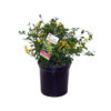 Kerria japonica 'Golden Guinea'