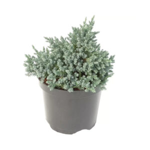 Juniperus squam. 'Tropical Blue'