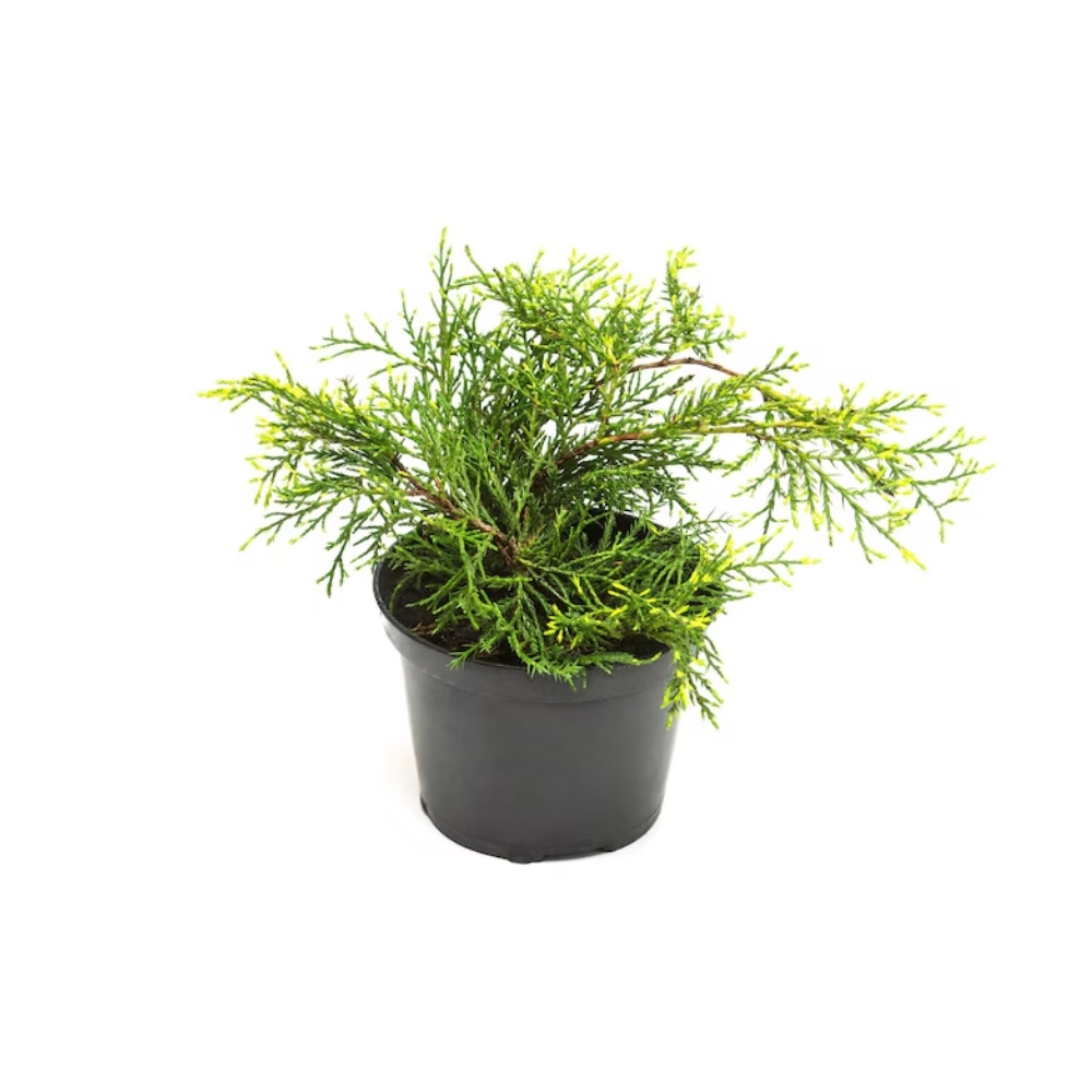 Juniperus media 'Old Gold'