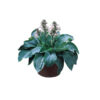 Hosta sieb. 'Elegans'