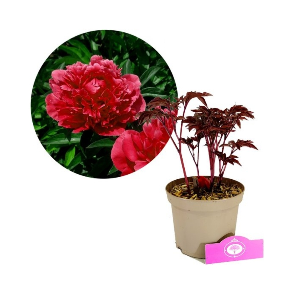 Paeonia lact. 'Karl Rozenfield'