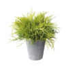 Juniperus media 'Gold Coast'