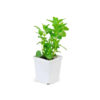 Melissa officinalis