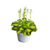 Hosta sieb. 'Pokectful of Sunshine'