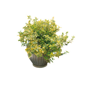 Euonymus fort. 'Emerald 'n Gold'