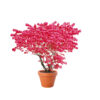 Euonymus alatus