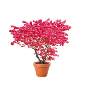 Euonymus alatus