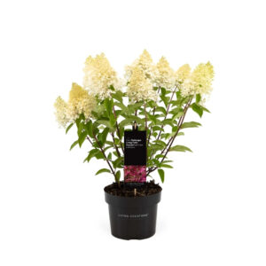 Hydrangea pan. 'Grandiflora'