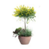 Cytisus 'Golden Sunlight'
