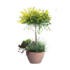 Cytisus 'Golden Sunlight'