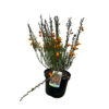 Cytisus 'Fulgens'