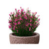 Cytisus 'Dewy'
