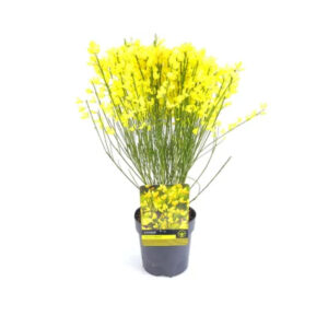 Cytisus 'Allgold'