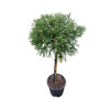 Cryptomeria jap. GLOBOSA NANA