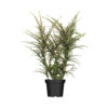 Cotoneaster horizontalis 'Variegatus'