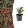 Cotoneaster horizontalis