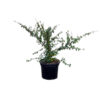 Cotoneaster 'Coral Beauty'