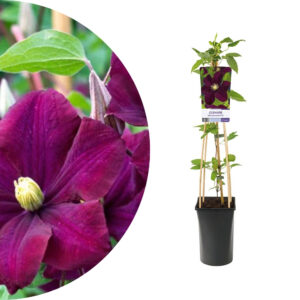 Clematis 'Warszawska Nike'