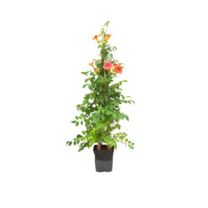 Campsis tagliabuana 'Madame Galen'