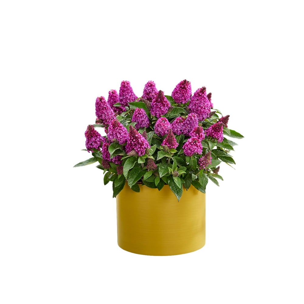 Buddleja dav. Flutterby 'Red'