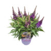 Buddleja d. Butterfly Candy 'Little Purple'
