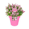 Buddleja d. Butterfly Candy® 'Little Pink'