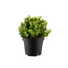 Berberis thunb. 'Kobold'