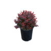 Berberis thunb. 'Bagatelle'