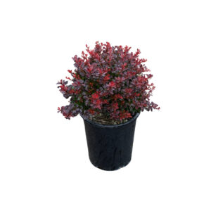 Berberis thunb. 'Bagatelle'