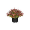 Berberis thunb. 'Atropurpurea Nana'