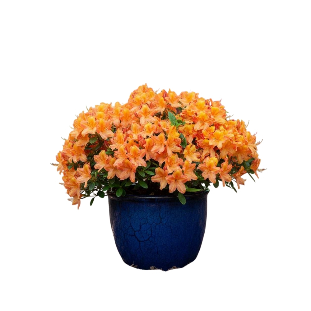Azalea (KH) 'Glowing Embers'