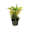 Aucuba jap. 'Golden King'