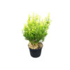 Euonymus jap. 'Micr. Aureovariegatus'