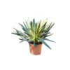 Yucca gloriosa 'Variegata'