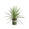 Yucca flaccida 'Ivory Tower'