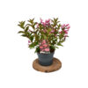 Weigela 'Minuet'