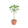 Viburnum opulus 'Nanum'