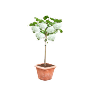 Viburnum opulus 'Nanum'
