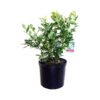 Vaccinium cor. 'Bluegold'