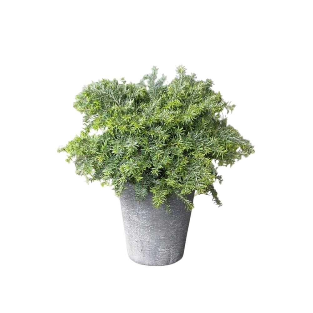 Tsuga canadensis
