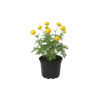 Trollius europaeus