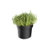 Thymus vulg. 'Faustino'