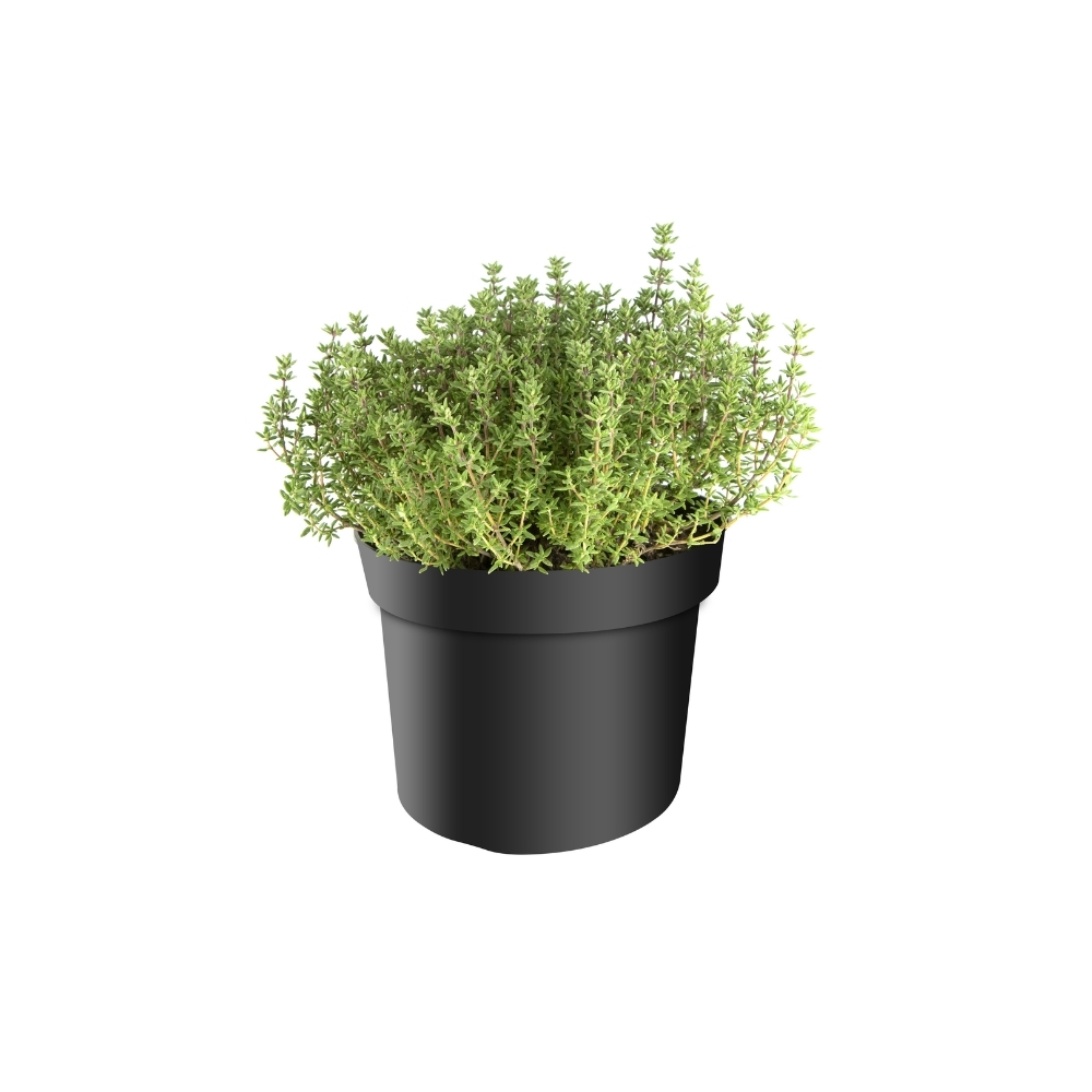 Thymus vulg. 'Faustino'