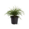 Thuja plicata 'Whipcord'