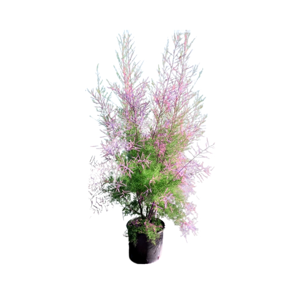 Tamarix ramosissima