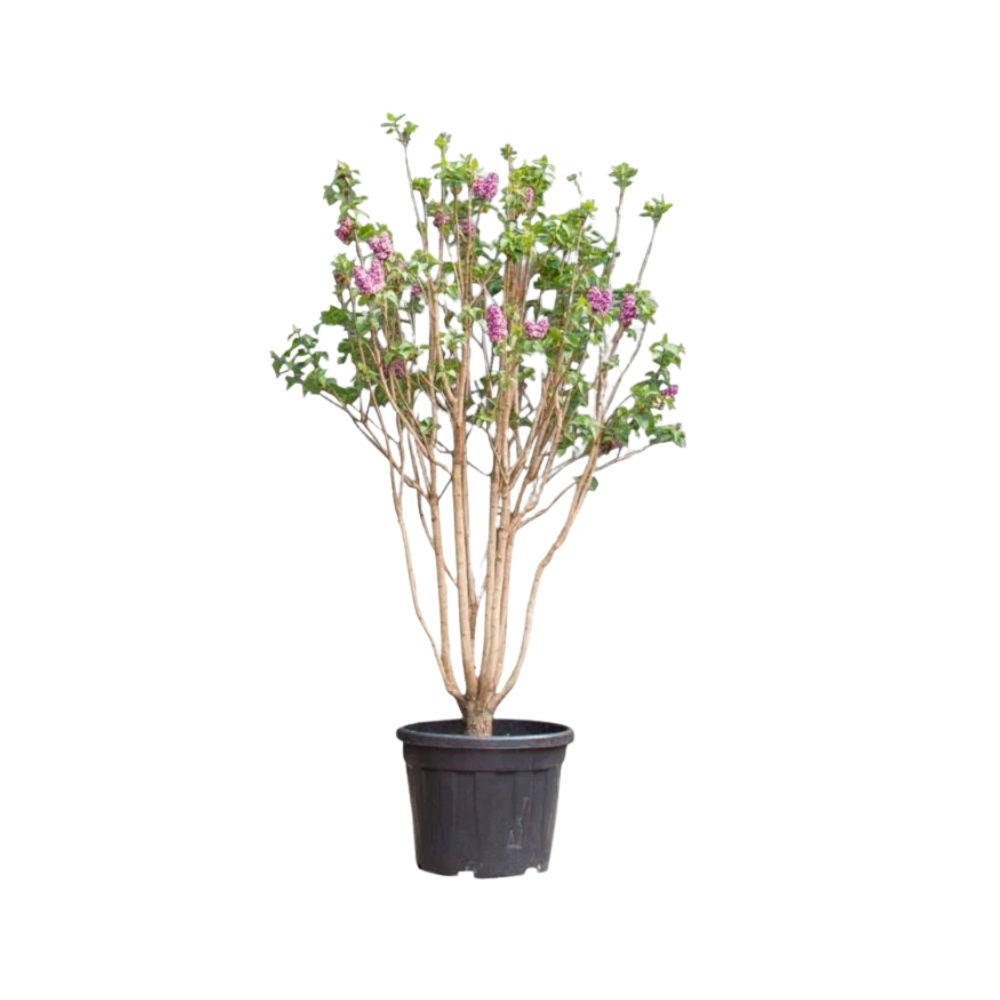Syringa vulg. 'Charles Joly'