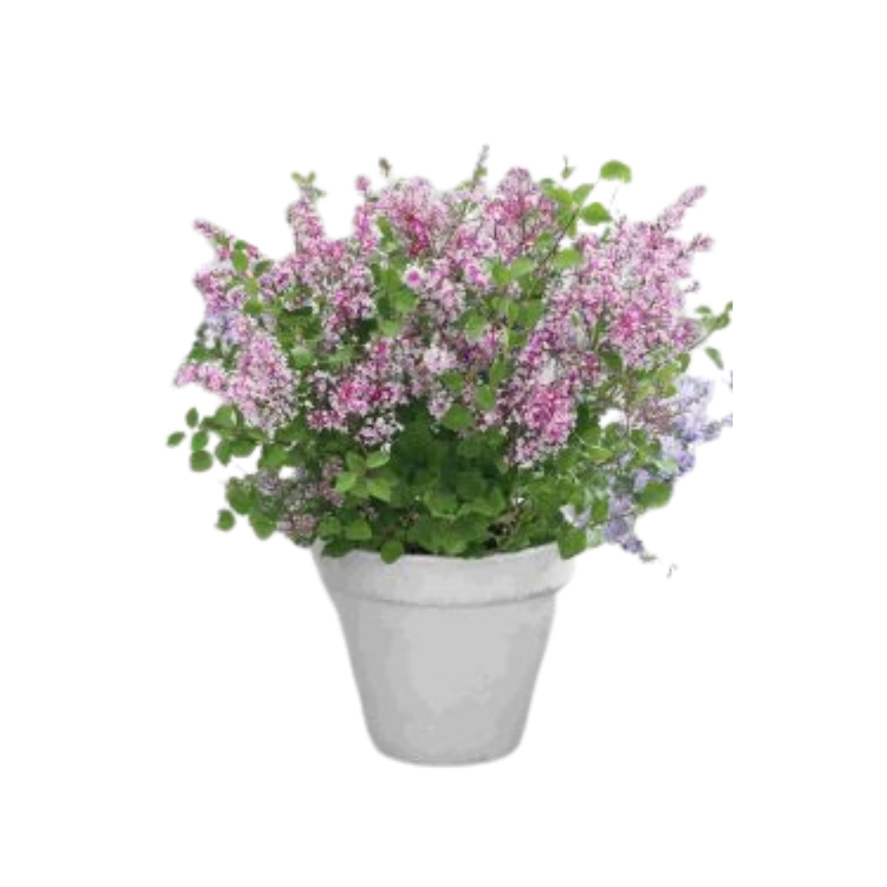 Syringa vulg. 'And. an Ludwig Spaeth.'