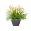 Cortaderia selloana ‘Alba’